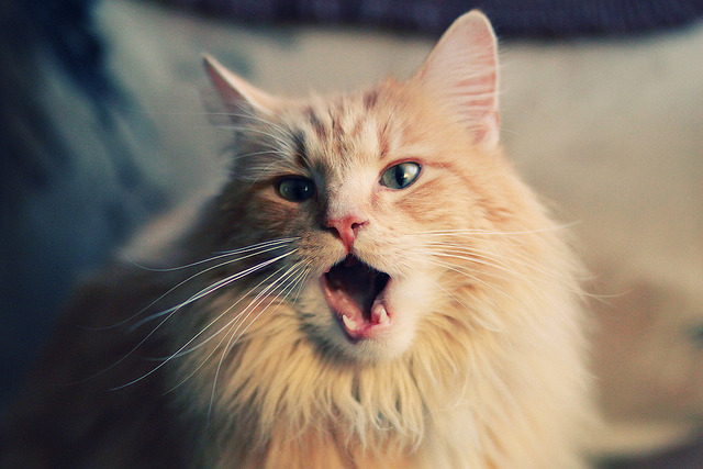 完美阿坎吉难阻银河战舰，皇马火力全开压制多特问鼎欧冠！