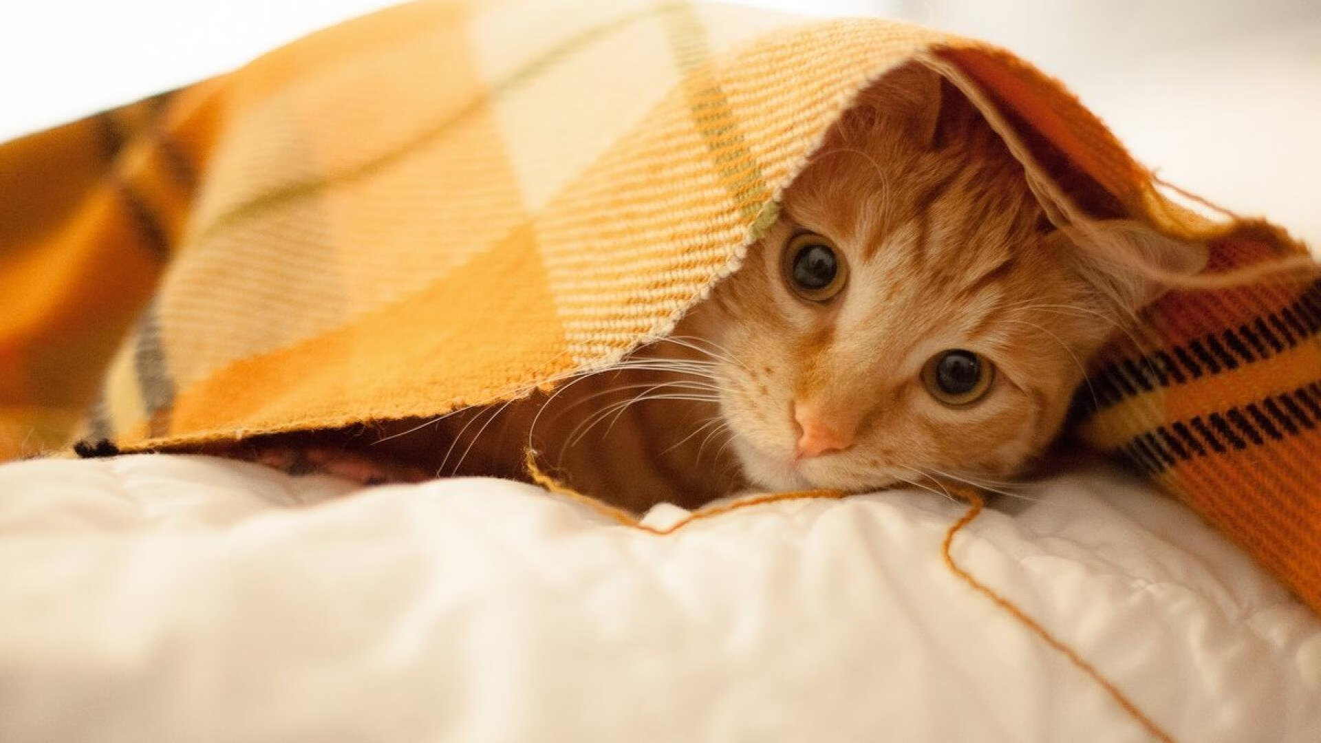 从街头闪电到战术支柱,姆巴佩的里昂式爆发,如何成为压制强敌的胜负手?